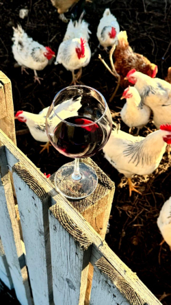 vina-usadba-14.jpg